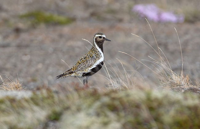 Mystic Light Lodge - Foto 11