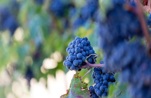 Agriturismo Il Sapore Della Luna - Foto 100