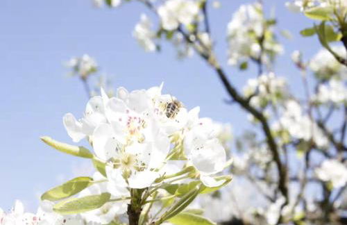 Gartenhaus Land-Idylle in der Stadt - Foto 33