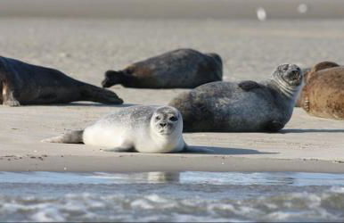 A l'abri des vagues - Foto 14