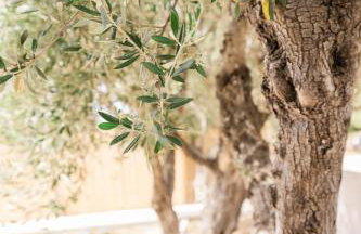 Topos Suites - Photo 22