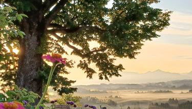 Ferien beim Baur - Foto 4, Garden, Garden view