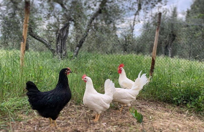 Agriturismo L'Antica Fornace - Foto 42