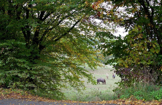 Cozy Apartment in Kerpen With Garden - Foto 24