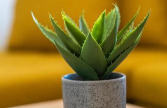 La Terra Nostra city - Foto 59