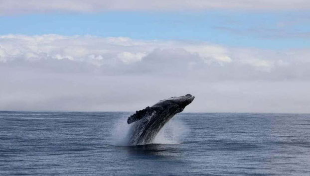 Porto Seguro Whale Watching - Foto 2