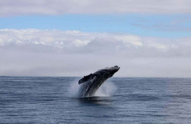 Observation de baleines à Porto Seguro - Photo 2
