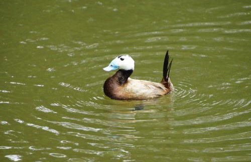 Gästewohnung Hardinghaus am Teich - Foto 29
