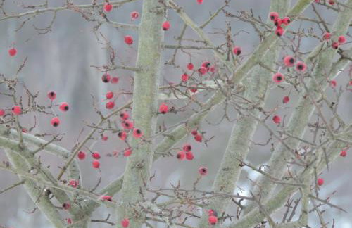 Pod Miotełką - Foto 4