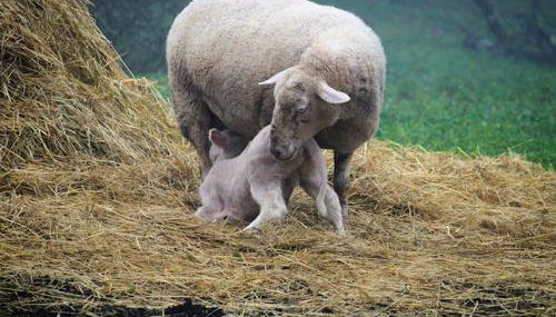 Maison à la campagne - Foto 5