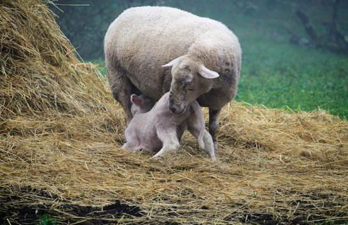 Maison à la campagne - Foto 5