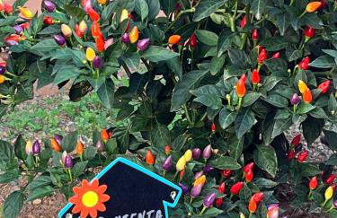 CASA GRANDE FINCA EL CALABRES - Foto 48