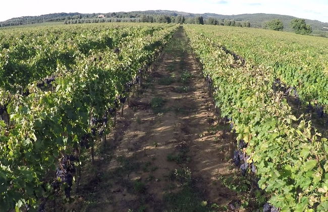 Antica Grancia di Quercecchio - Foto 49