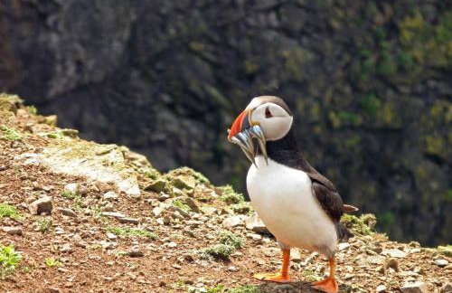 Coldstream Cottage - Foto 21