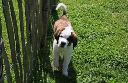 Pichlerhof - Foto 26