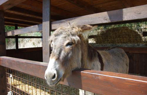 Agriturismo Casa Villi - Foto 38
