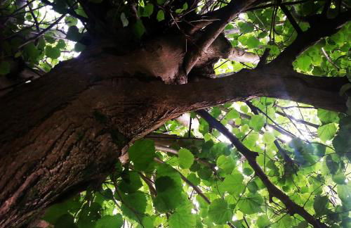 Bajo Los Tilos - Foto 20