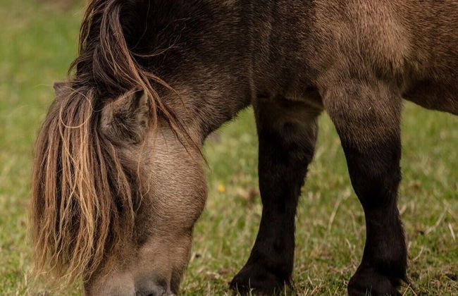 Little Lodge Glamping - Foto 13