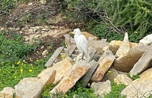 Quinta do Coelhoazul - Foto 8