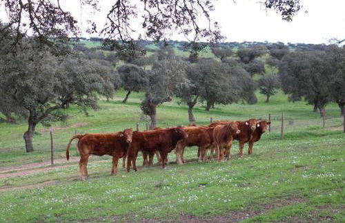 Herdade da Boavista - Foto 58