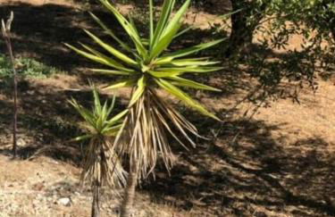 Haus mit Pool im Olivenhain - Foto 36