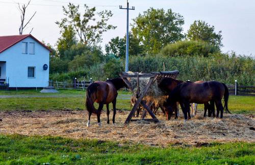 Rancho Colorado - Foto 35