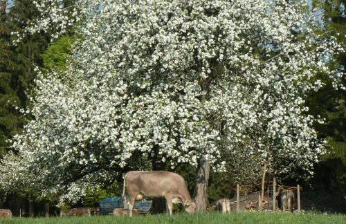 Ferienhof-Fink-Ferienwohnung-Sonnenblume - Foto 13