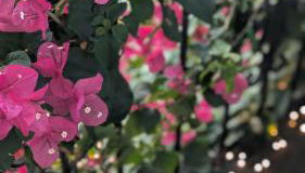 Charming Creole Cottage near French Quarter - Foto 5