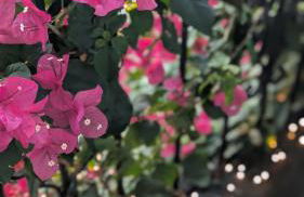 Charming Creole Cottage near French Quarter - Foto 5
