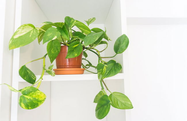 Gente del Sur - Josefina - Foto 76