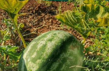 Villa Neli II - Photo 10