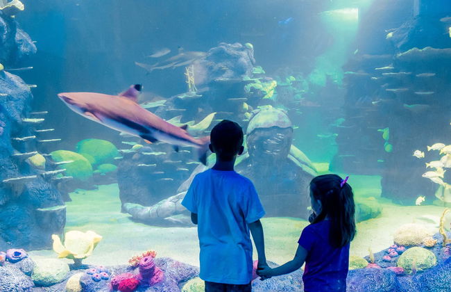 SEA LIFE ® Sydney Entrance Ticket - Foto 7