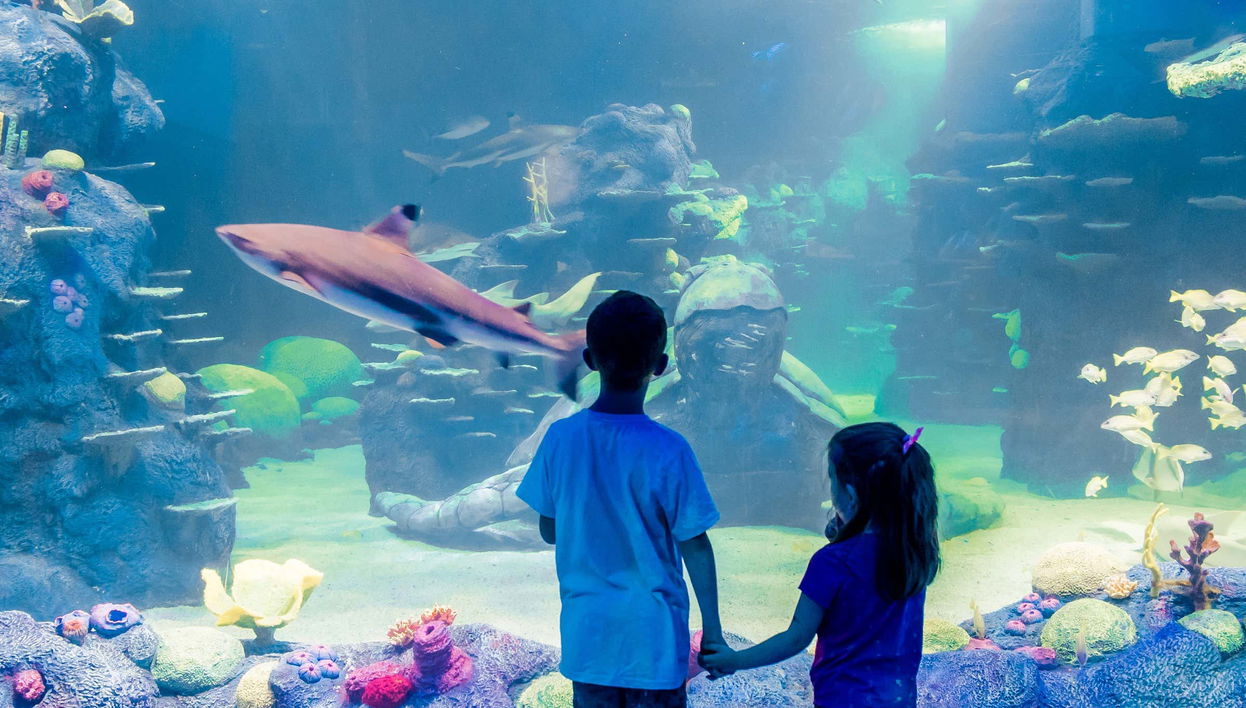 SEA LIFE ® Sydney Entrance Ticket - Foto 1