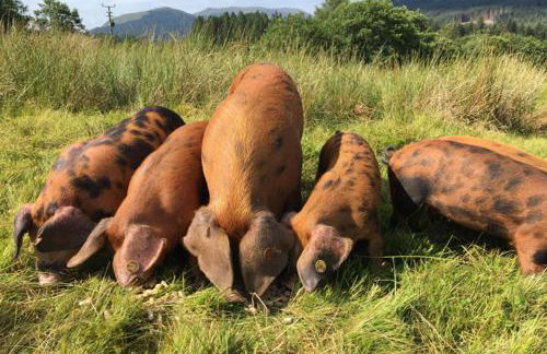 Luxury Cabins at Glenorchy Farm - Foto 7