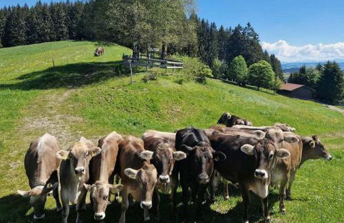 Holiday home in Weitnau with swimming pool - Photo 9