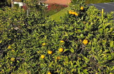 Mountains Views with Pool & Basketball, Relax & Play! - Foto 71