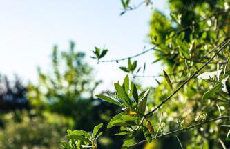 Domaine des Peyre - Foto 74