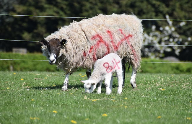 Mongolian Yurts Fordhall Organic Farm - Photo 30