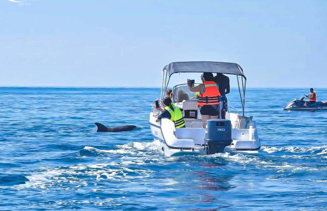 Avistamiento de delfines en Djerba - Foto 2