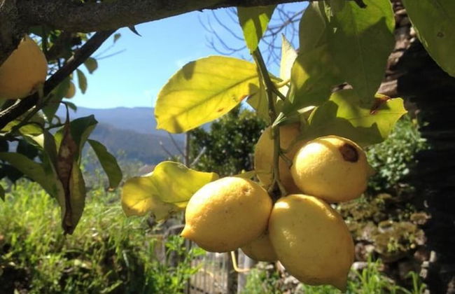 Refugio da Montanha Amazing Views Gois Region - Foto 32