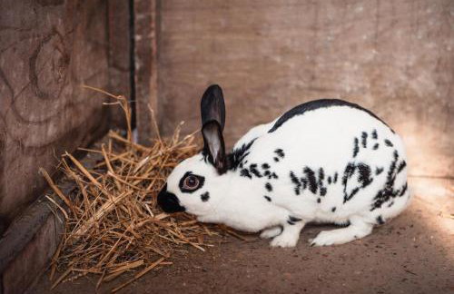 3 Bed in Whitwell oc-h33498 - Foto 30