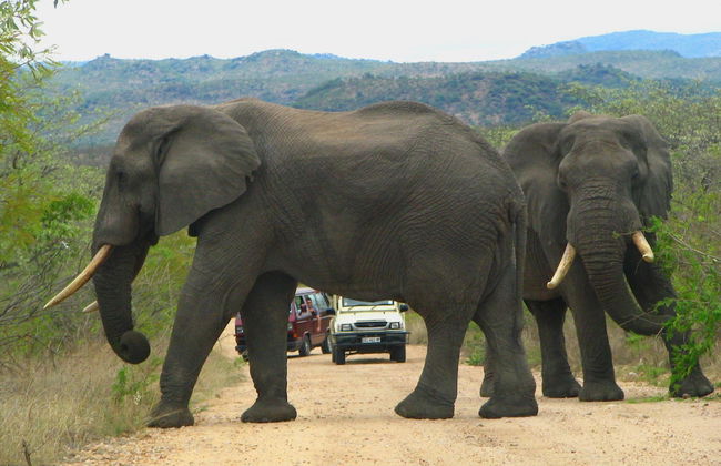 Pezulu Tree House Lodge - Foto 55