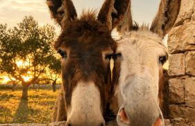 Masseria Surace - Foto 12
