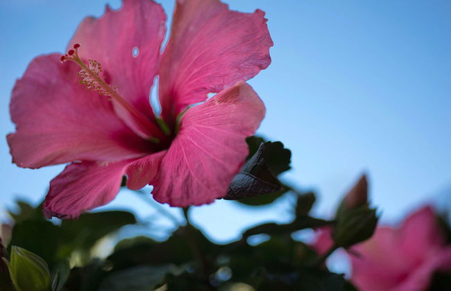 Casa Vacanze con piscina a San Gimignano - Foto 21