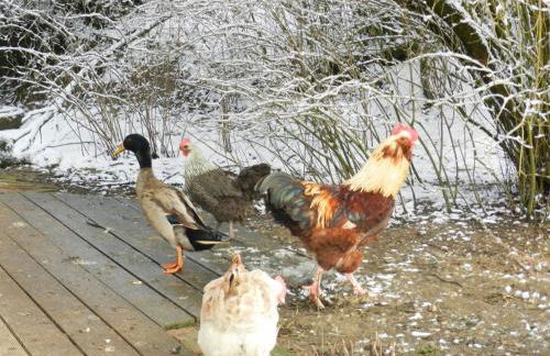 Wampendobler Paradies - Foto 20