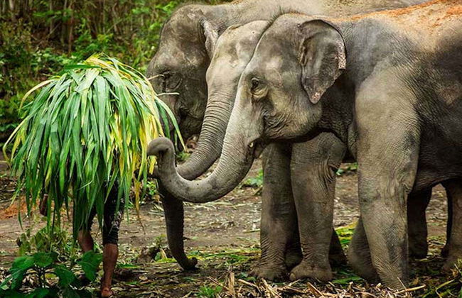 Excursão ao santuário de elefantes de Samui - Foto 2