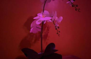 Suite avec Sauna 36m² - Foto 12