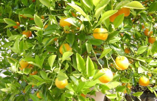 Ferienwohnung Eva Maria - Foto 27