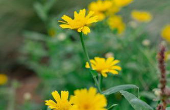 PETRA Luxury Villas - Foto 74