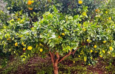 Casa Grande Huertas del Palmar - Foto 23